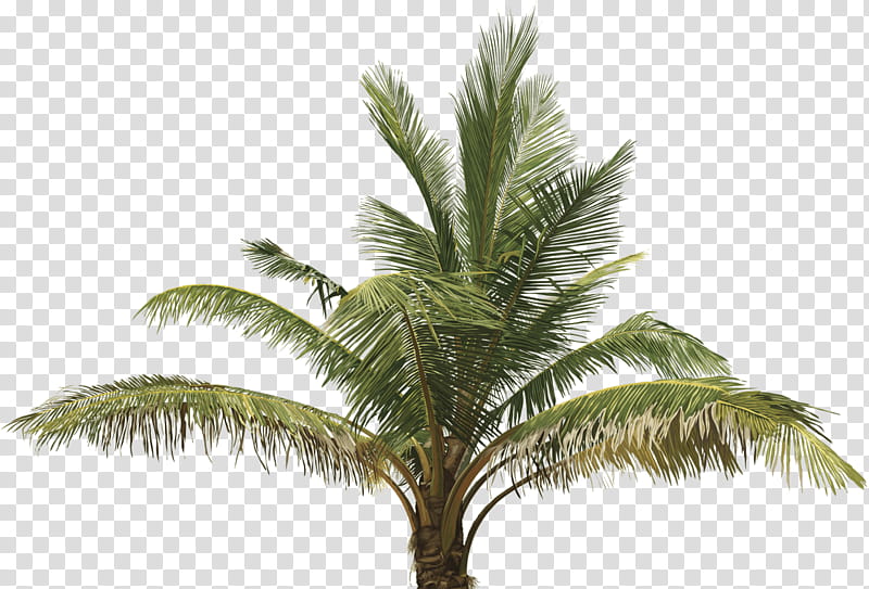 Palm Oil Tree, Palm Trees, Coconut, Date Palm, Drawing, Plant, Elaeis, Vegetation transparent background PNG clipart