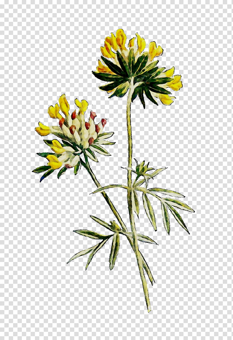 Flowers, Cut Flowers, Plant Stem, Herbaceous Plant, Subshrub, Plants, Wildflower, Perennial Plant transparent background PNG clipart