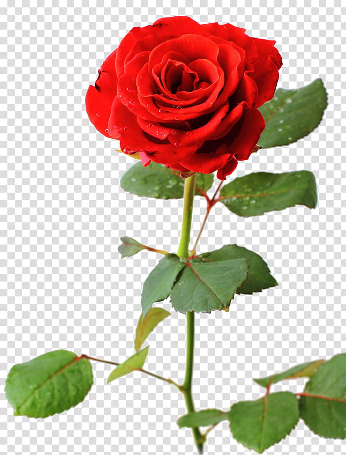 Hình ảnh hoa hồng đỏ cận cảnh trên nền trong suốt là một sự trải nghiệm tuyệt vời cho tâm hồn yêu hoa. Sắc đỏ của hoa tươi được tái hiện rõ nét và cực kỳ chân thật. Hãy chìm đắm vào vẻ đẹp tuyệt vời này bằng cách tải hình ảnh này về.