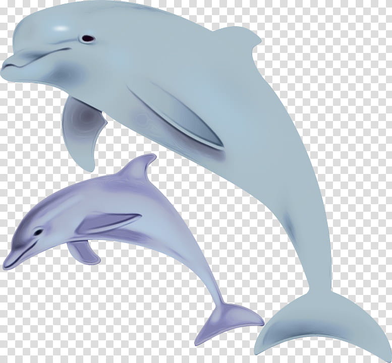 Dolphin, Shortbeaked Common Dolphin, Whitebeaked Dolphin, Spinner Dolphin, Wholphin, Animal, Sticker, Bottlenose Dolphin transparent background PNG clipart