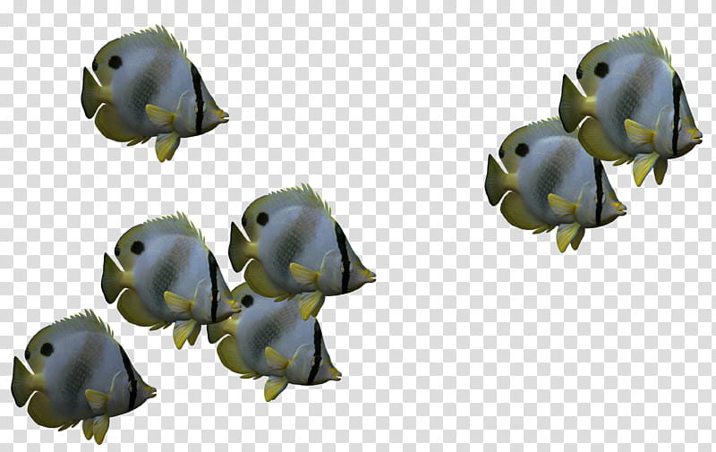 Fish Set , silver and yellow moorish fish transparent background PNG clipart