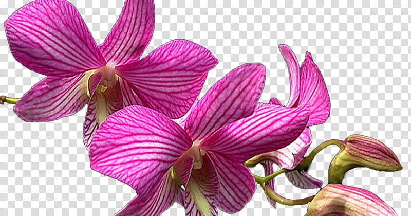 Pink Flower, Orchids, Cattleya Orchids, Dendrobium, Moth, Plants, Phalaenopsis Equestris, Cut Flowers transparent background PNG clipart