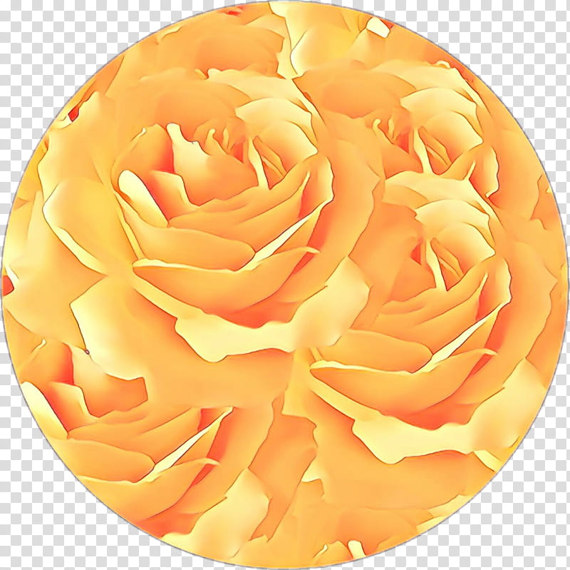 Flowers, Garden Roses, Orange, Orange Plaza, Cut Flowers, Petal, Aesthetics, Sticker transparent background PNG clipart