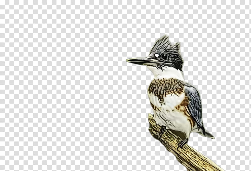 bird belted kingfisher beak perching bird laughing kookaburra, Watercolor, Paint, Wet Ink, Wildlife, Woodpecker transparent background PNG clipart