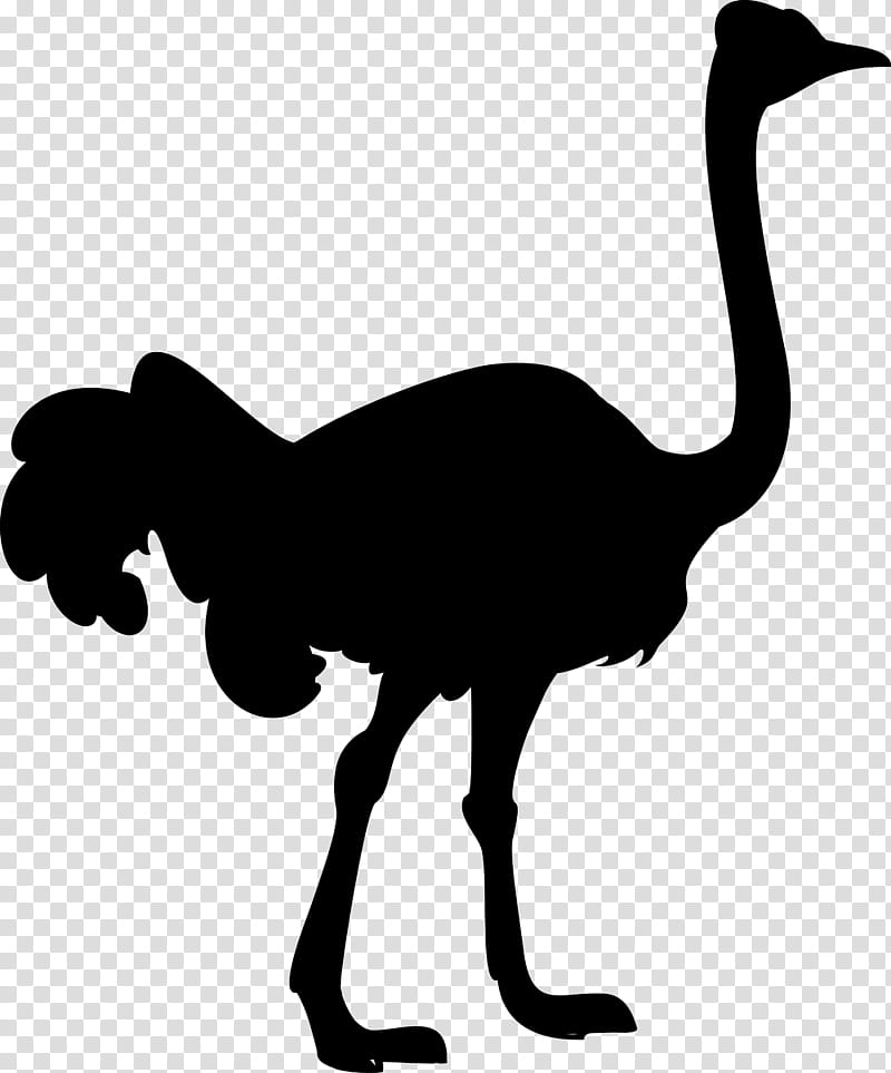 Llama, Silhouette, Common Ostrich, Drawing, Flightless Bird, Ratite, Emu, Beak transparent background PNG clipart
