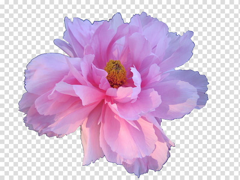 Aesthetic, pink peony flower transparent background PNG clipart