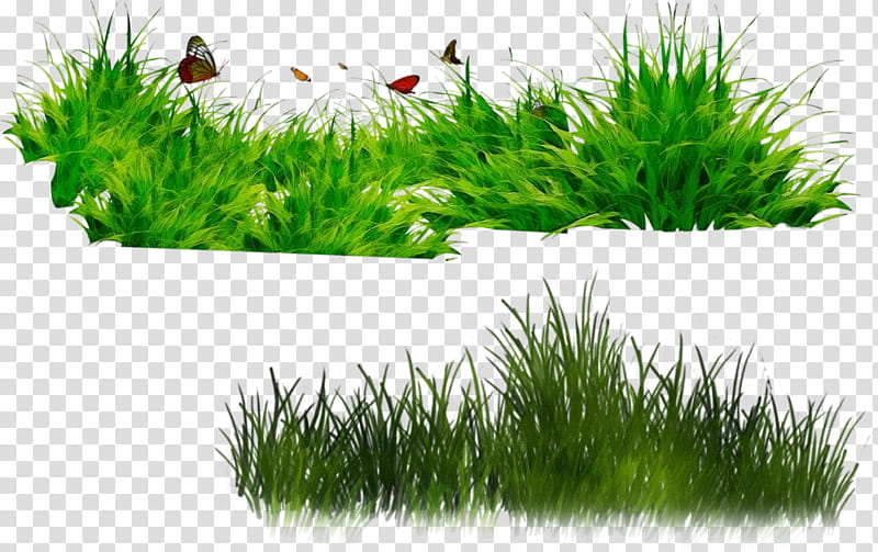 Green Grass, Watercolor, Paint, Wet Ink, Preschool, Zip, Dots Per Inch, File Size transparent background PNG clipart