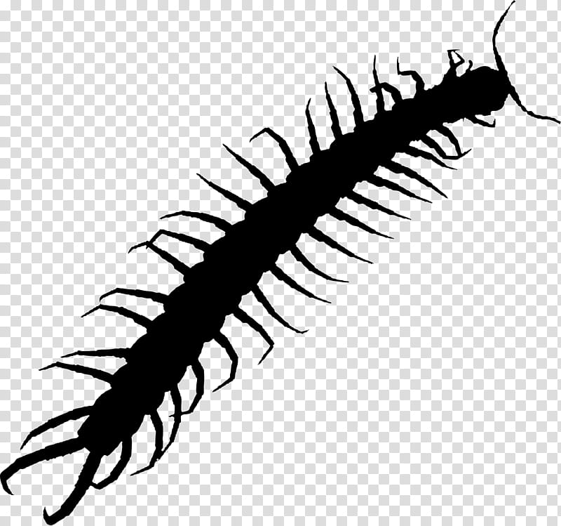 Brush, Centipedes, Florence, Worm, Cleaning, No, Myriapoda, Insect transparent background PNG clipart
