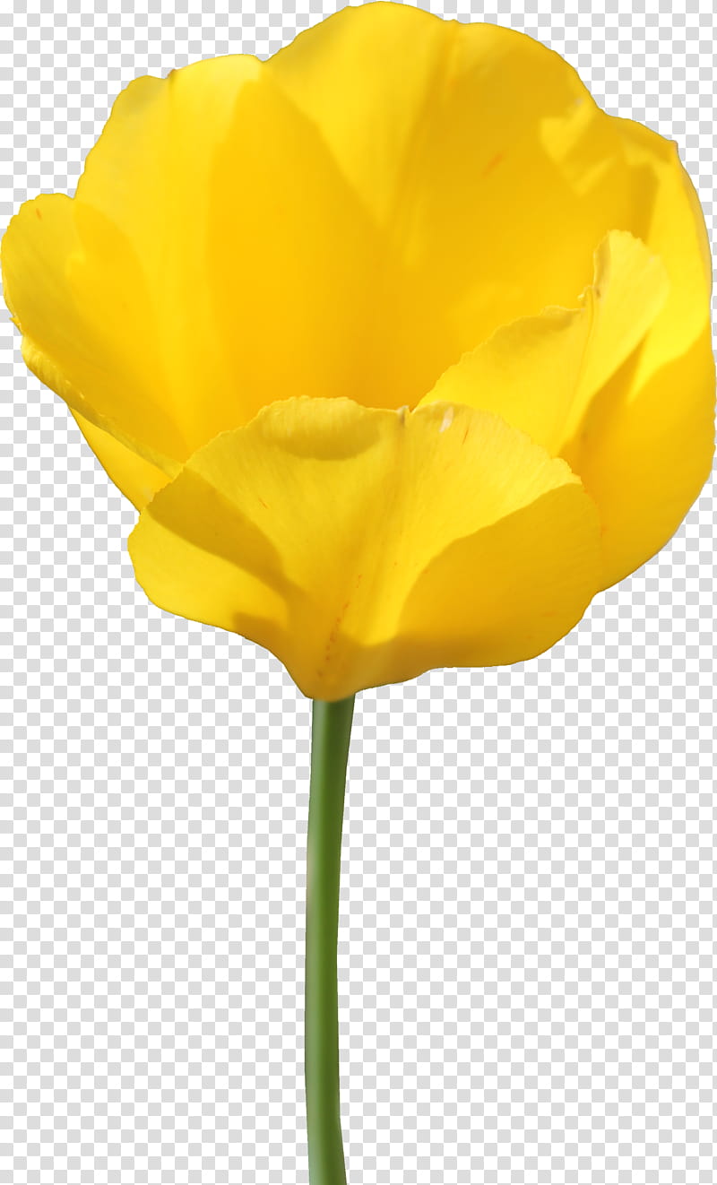 Tulip , yellow Tulipa gesneriana flower art transparent background PNG clipart