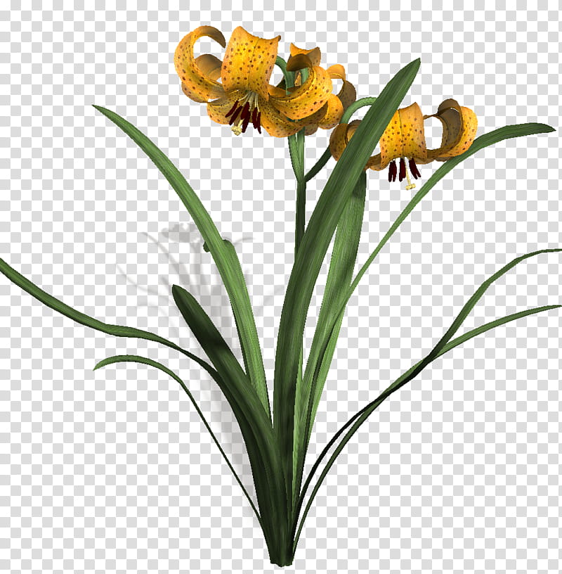 lillies, blooming yellow orchid flowers transparent background PNG clipart