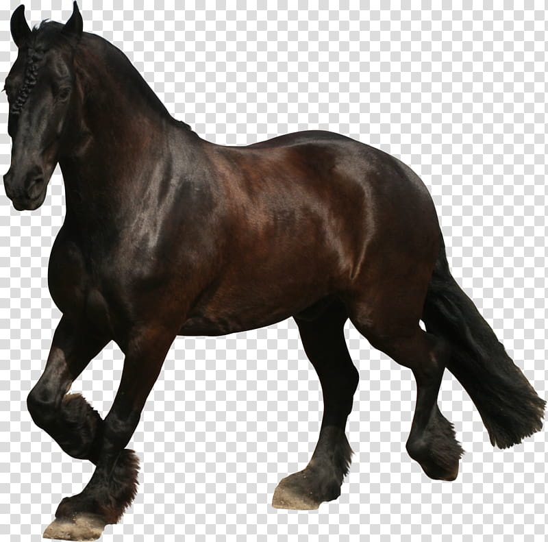 friesian horse trotting precut, brown horse transparent background PNG clipart