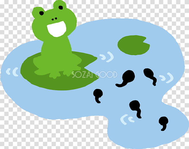 Green Grass, Frog, Tadpole, Duck, Goose, Beak, Surface Water, Gratis transparent background PNG clipart