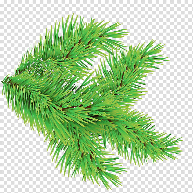 shortleaf black spruce columbian spruce yellow fir white pine oregon pine, Canadian Fir, Red Pine, Colorado Spruce, Balsam Fir, Shortstraw Pine transparent background PNG clipart