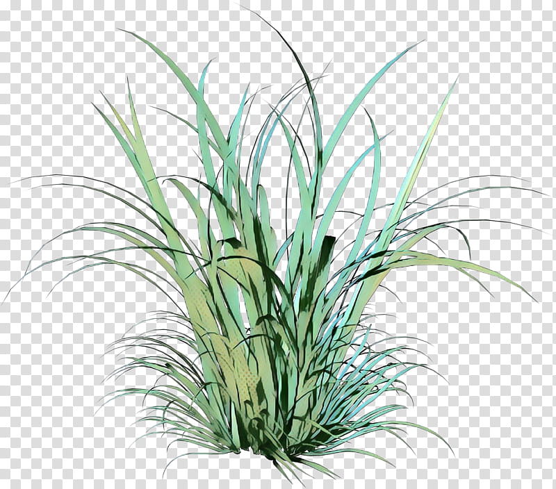 Drawing Of Family, Ornamental Plant, Shrub, Grass, Herbaceous Plant, Lawn, Grasses, Plants transparent background PNG clipart