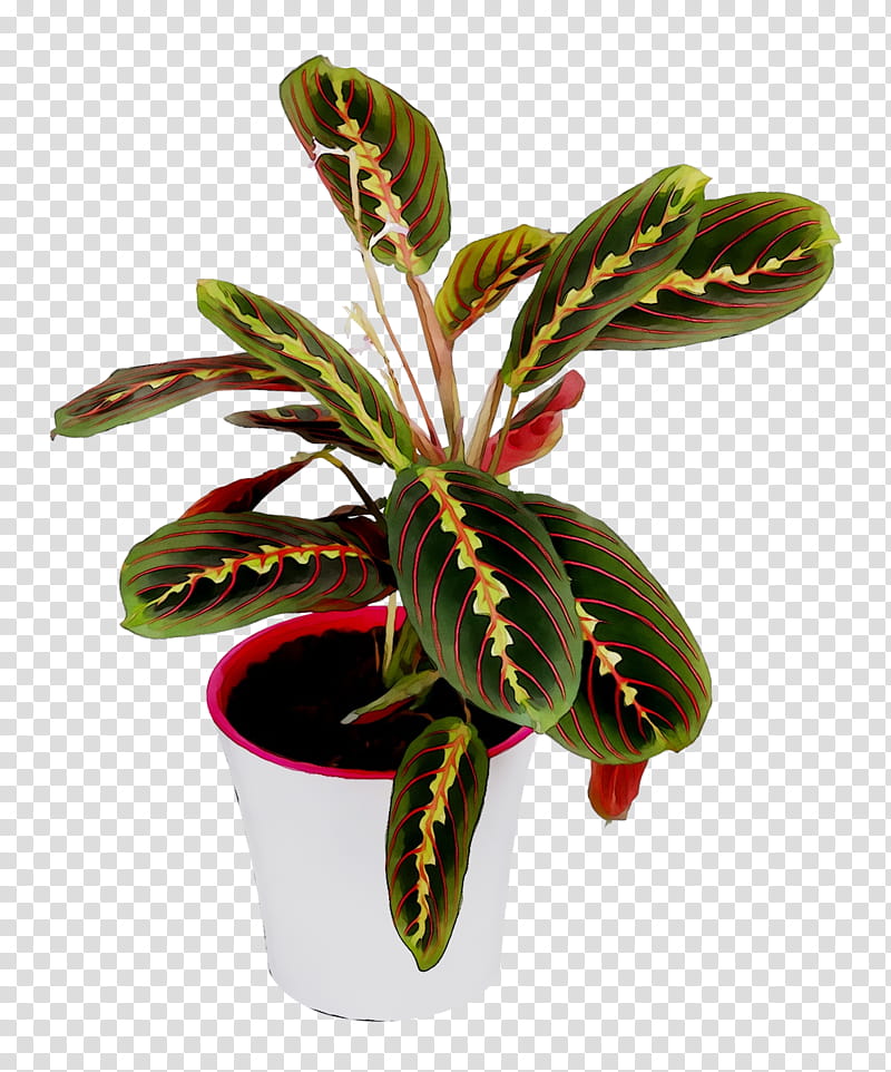 Flower, Arrowroots, Flowerpot, Houseplant, Terrestrial Plant, Arrowroot Family, Leaf, Nepenthes transparent background PNG clipart