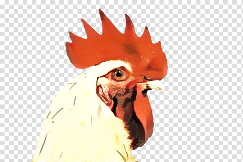 Chicken, Rooster, Beak, Bird, Head, Comb, Poultry, Fowl transparent background PNG clipart