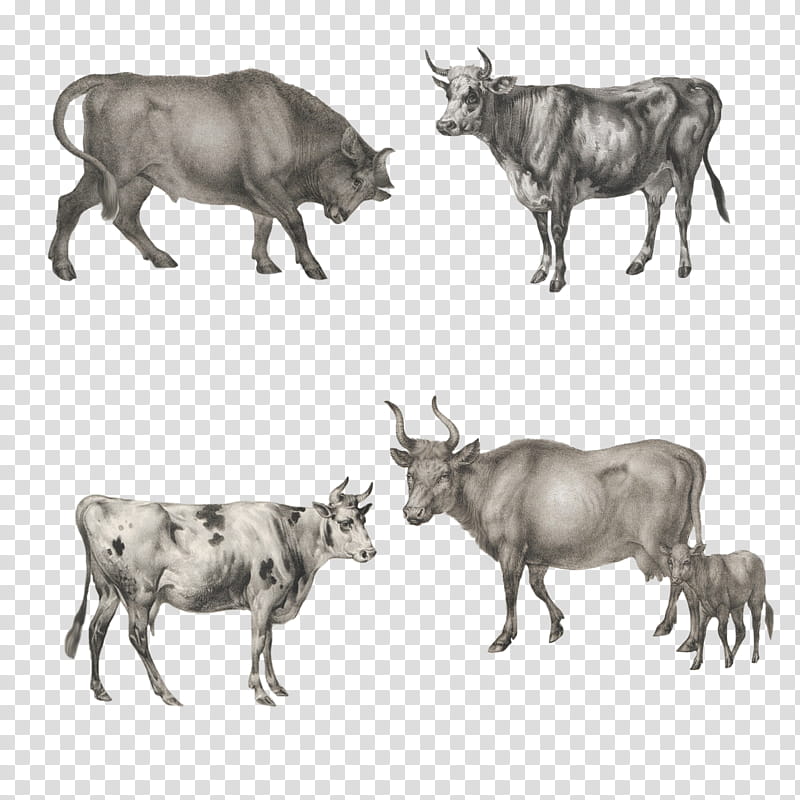 Drawing Of Family, Zebu, Ox, Wildebeest, Live, Animal, Agriculture, Cattle transparent background PNG clipart