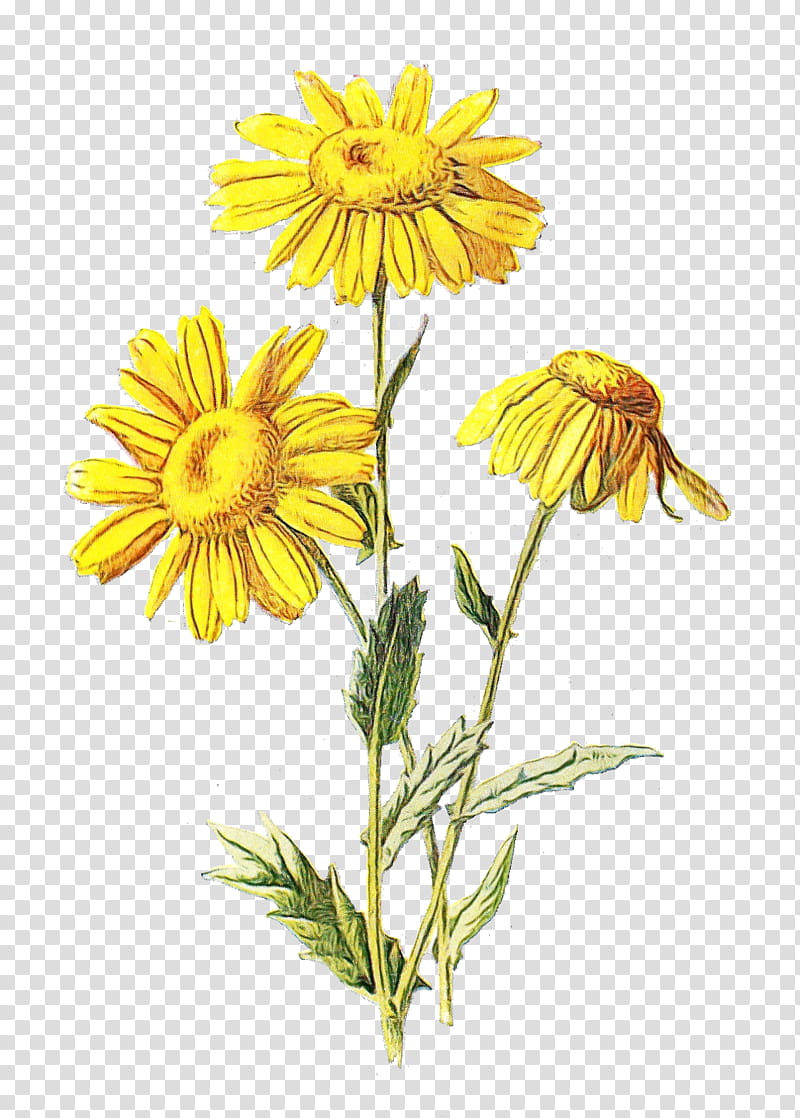 Wildflower Transparency Familiar Wild Flowers Daisy family, Watercolor, Paint, Wet Ink, Drawing, Printing, Yellow, Plant transparent background PNG clipart