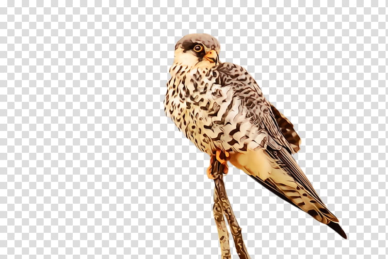bird peregrine falcon falcon bird of prey beak, Watercolor, Paint, Wet Ink, Hawk, Sharpshinned Hawk, Coopers Hawk, Northern Harrier transparent background PNG clipart