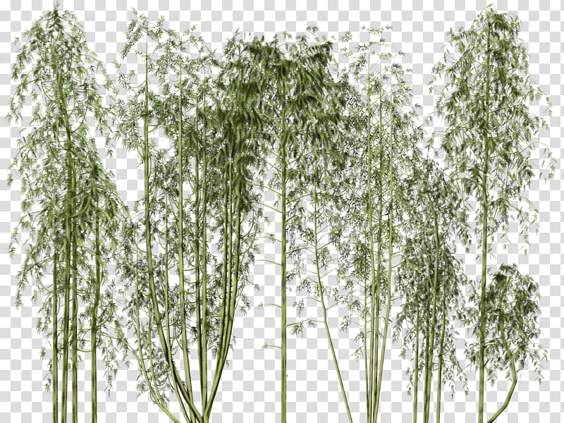tree plant woody plant grass grass family, Watercolor, Paint, Wet Ink, Canoe Birch, Willow, Plant Stem, Flowering Plant transparent background PNG clipart