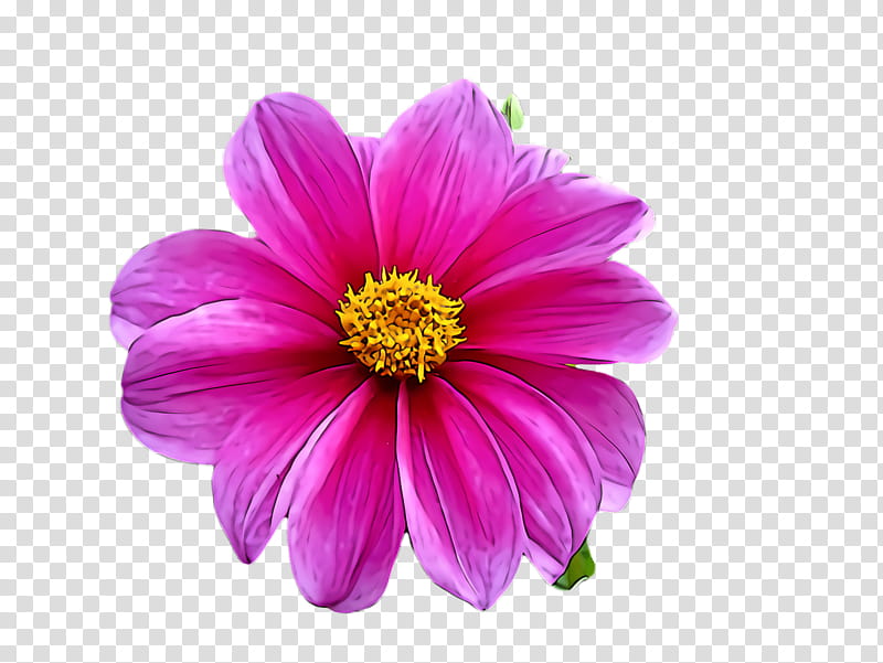 flower petal pink plant violet, Cosmos, Daisy Family, Magenta, Sulfur Cosmos transparent background PNG clipart