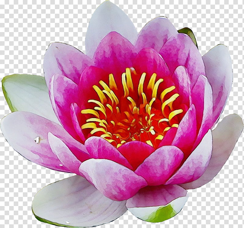 White Lily Flower, Nymphaea Nelumbo, Peony, Lotusm, Petal, Fragrant White Water Lily, Aquatic Plant, Lotus Family transparent background PNG clipart