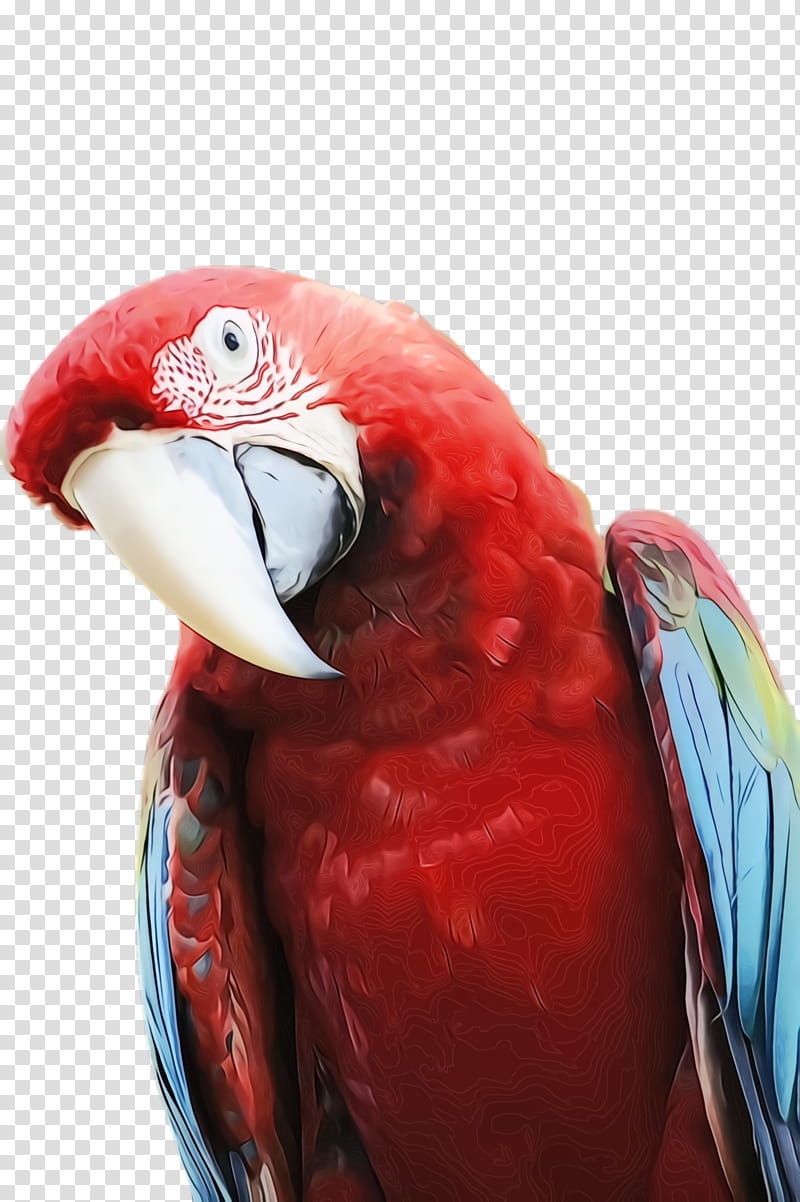 Colorful, Parrot, Bird, Exotic Bird, Tropical Bird, Macaw, Beak, Feather transparent background PNG clipart