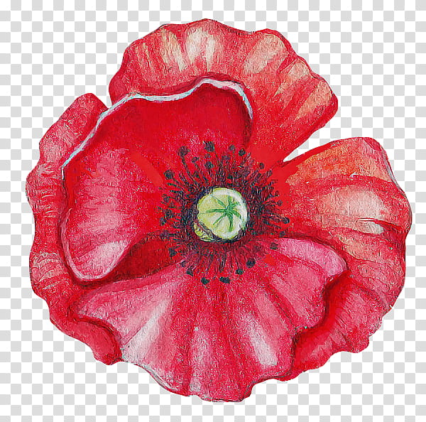 oriental poppy red flower poppy petal, Poppy Family, Plant, Corn Poppy, Coquelicot, Anemone, Petunia, Perennial Plant transparent background PNG clipart