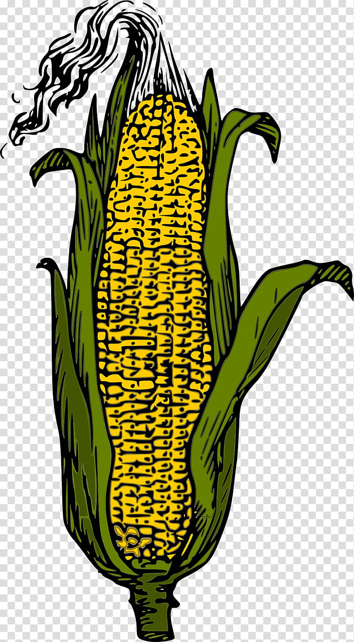 Candy Corn, Corn On The Cob, Sweet Corn, Field Corn, Corncob, Drawing, Popcorn, Husk transparent background PNG clipart