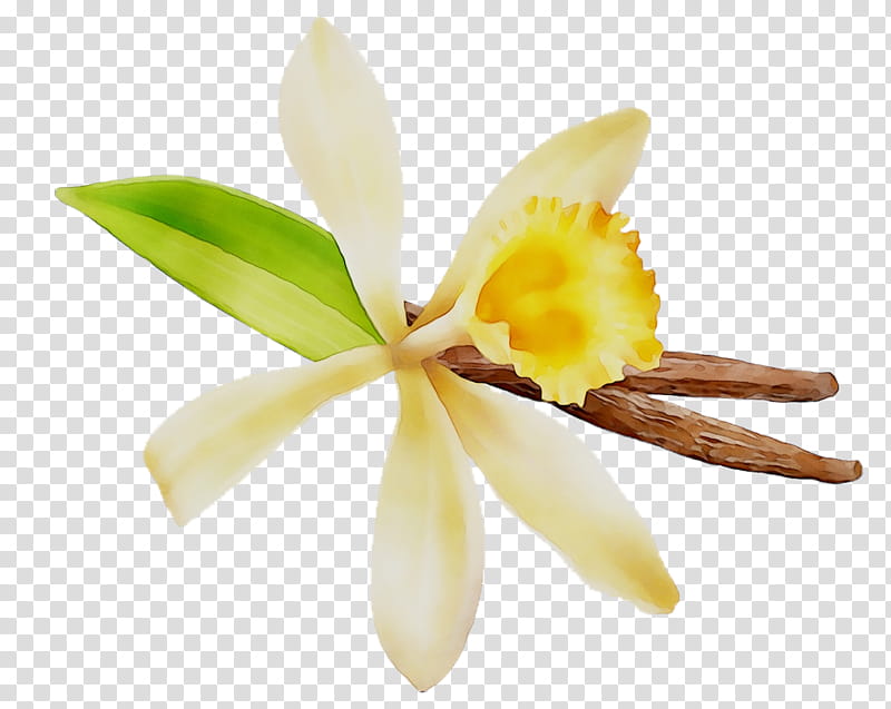 Vanilla Flower, Cattleya Orchids, Yellow, Plant Stem, Plants, Petal transparent background PNG clipart