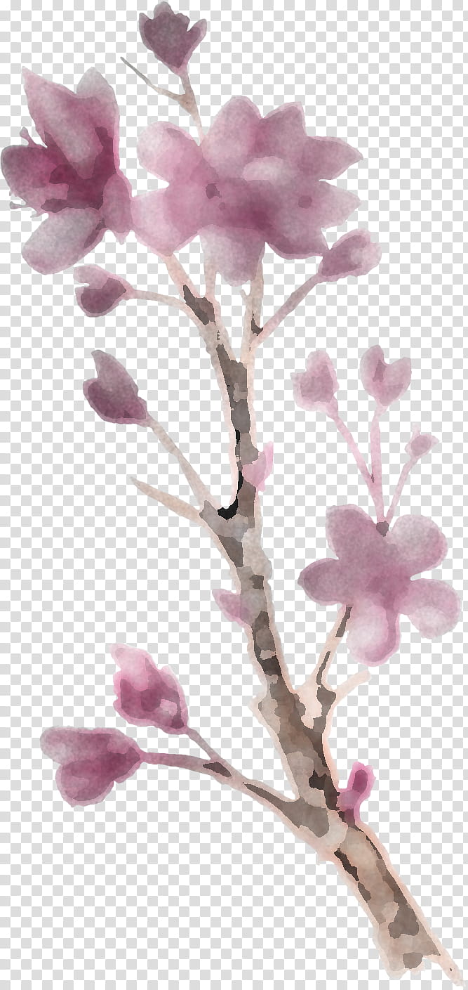 Cherry blossom, Flower, Branch, Lilac, Plant, Petal, Pink, Spring transparent background PNG clipart