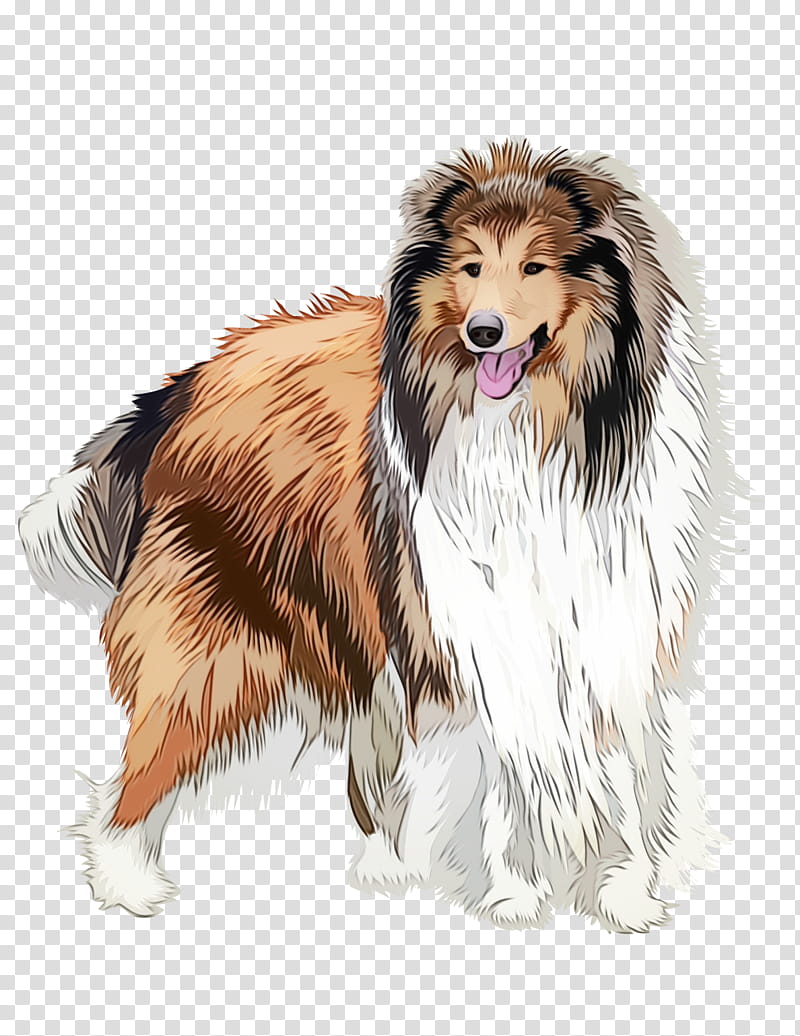 dog scotch collie rough collie shetland sheepdog collie, Watercolor, Paint, Wet Ink, Dog Breed transparent background PNG clipart