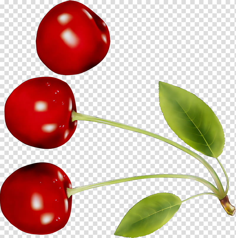 Cherry Tree, Lingonberry, Food, Natural Foods, Fruit, Red, Plant, Leaf transparent background PNG clipart