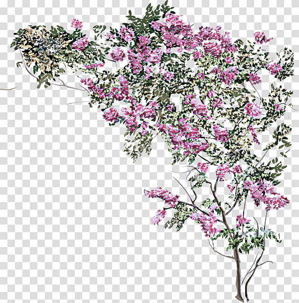 flower flowering plant plant cut flowers branch, Tree, Bougainvillea, Blossom, Prickly Rose transparent background PNG clipart