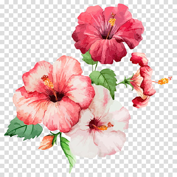 Watercolor Pink Flowers, Watercolor Flowers, Watercolor Painting, Rosemallows, Drawing, Petal, Hawaiian Hibiscus, Plant transparent background PNG clipart