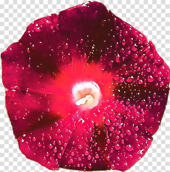 Pink Flower, Cartoon, Glitter, Redm, Petal, Magenta, Purple, Plant transparent background PNG clipart