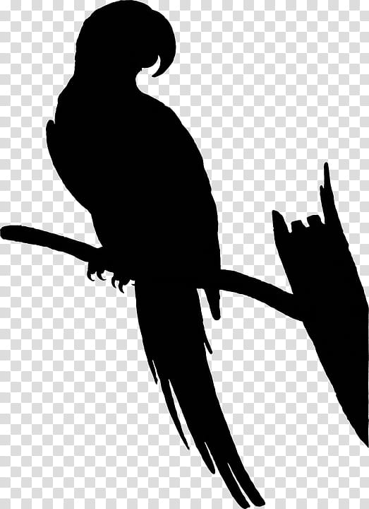 Bird Silhouette, Macaw, Beak, Parrot, Wing, Raven, Tail, Falconiformes transparent background PNG clipart