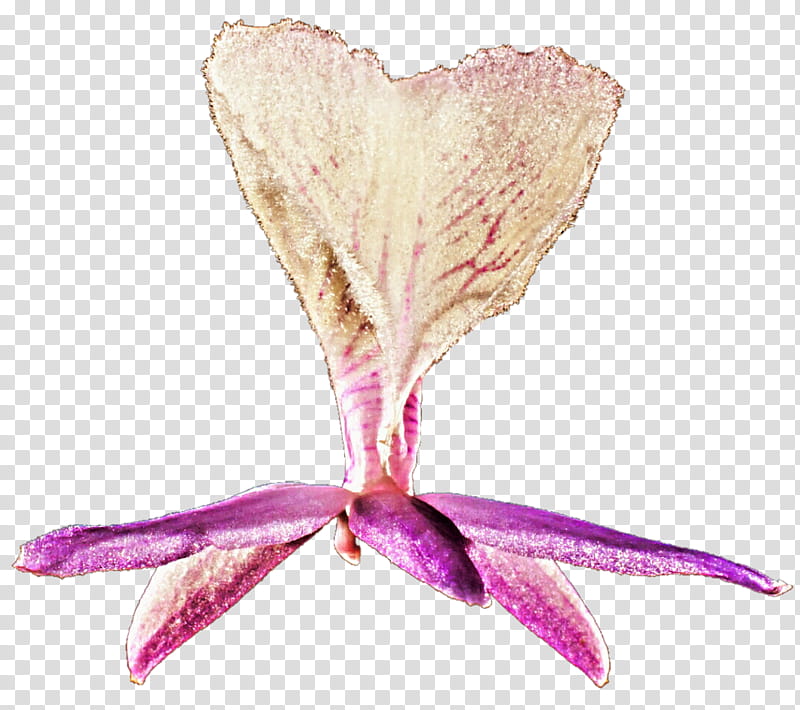Wild Orchid transparent background PNG clipart