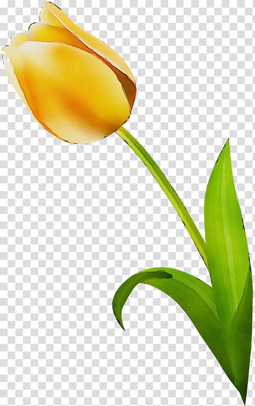 flower tulip plant yellow flowering plant, Watercolor, Paint, Wet Ink, Petal, Plant Stem, Closeup, Pedicel transparent background PNG clipart