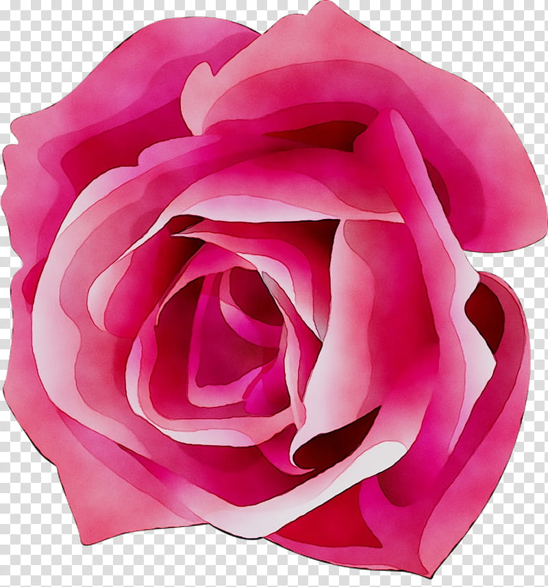 Pink Flower, Garden Roses, Cabbage Rose, Floribunda, Cut Flowers, Pink M, Petal, Hybrid Tea Rose transparent background PNG clipart