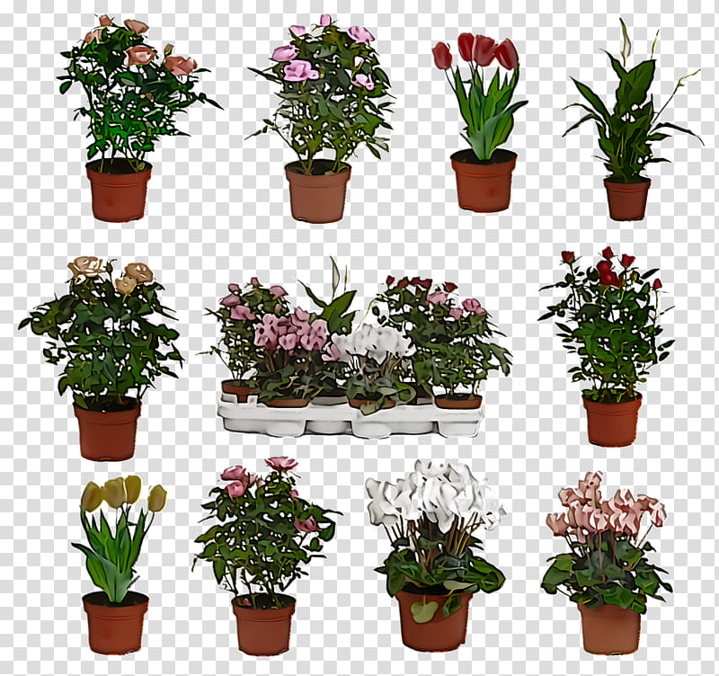 flower flowerpot plant houseplant grass, Shrub, Impatiens, Annual Plant, Herb transparent background PNG clipart