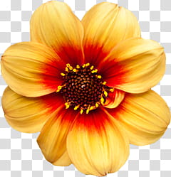 Flower, yellow and red Dahlia flower in bloom transparent background PNG clipart