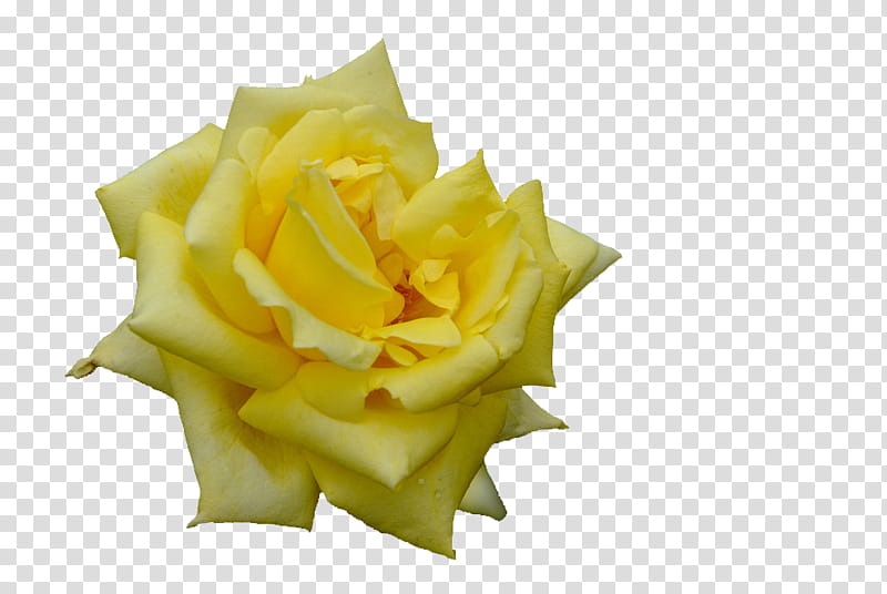 Yellow Roses, Garden Roses, Garnish, Rose Family, Flower, Rose Order, Petal transparent background PNG clipart