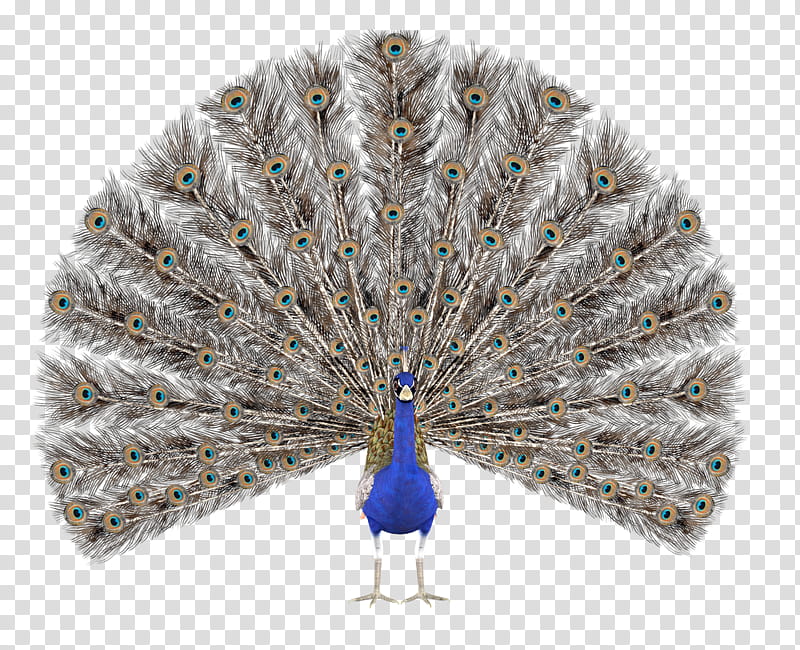 peacock, blue peacock transparent background PNG clipart