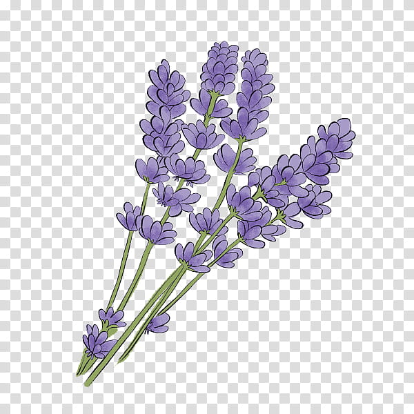 Lavender, Flower, Flowering Plant, English Lavender, Purple, French Lavender, Lavandula Dentata, Lilac transparent background PNG clipart