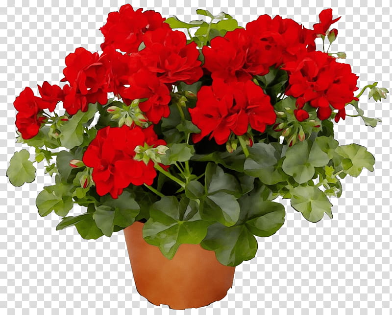 flower flowering plant plant red flowerpot, Watercolor, Paint, Wet Ink, Petal, Houseplant, Impatiens, Annual Plant transparent background PNG clipart