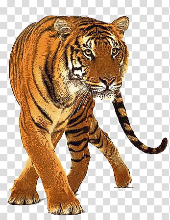 Tiger , brown and black Bengal tiger sticker transparent background PNG clipart