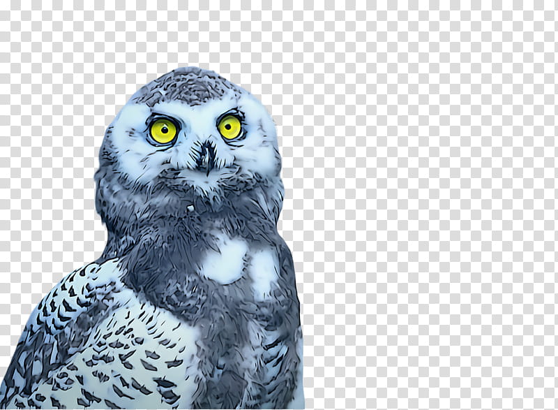 owl bird bird of prey snowy owl great grey owl, Beak, Wildlife, Western Screech Owl, Falconiformes transparent background PNG clipart