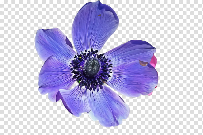 flower petal blue purple violet, Plant, Anemone, Delphinium, Violet Family transparent background PNG clipart