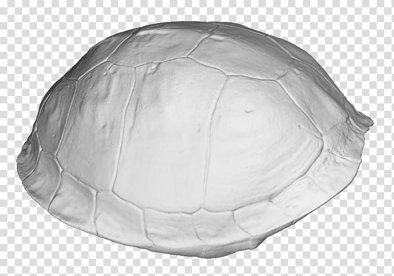 Turtle, 3d Scanning, Scanner, Tortoise M, Turtle Shell, Hat, Threedimensional Space, 3D Computer Graphics transparent background PNG clipart